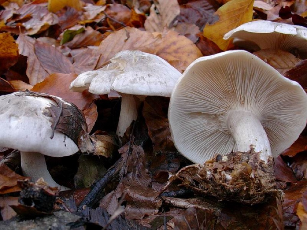 530 Dicembre vecchio ritrovamento